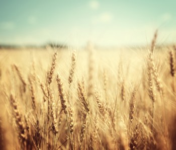 golden-wheat-field-and-sunny-day